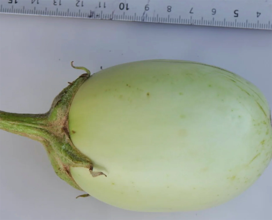 Eggplant "Apple Green" Munahedelmä, Зелёный баклажан, Roheline baklažaan